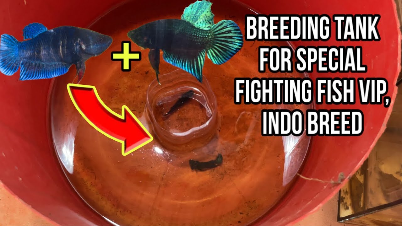 Breeding tank for special fighting fish VIP, Indo breed