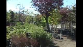greenhouse garden center
