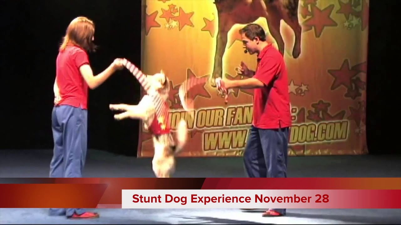 Chris Perondi's Stunt Dog Experience