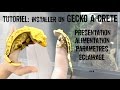 TUTO Installation d'un Gecko à crête (Correlophus ciliatus)