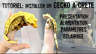 TUTO Installation d'un Gecko à crête (Correlophus ciliatus)