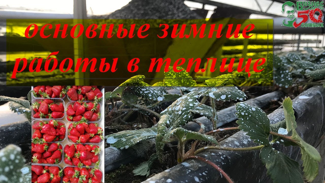 Зачистка клубники(ВИКТОРИЯ)от старой листвы, подкормка, обработка ...