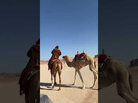 Video: Unta Baktria - kapal padang pasir