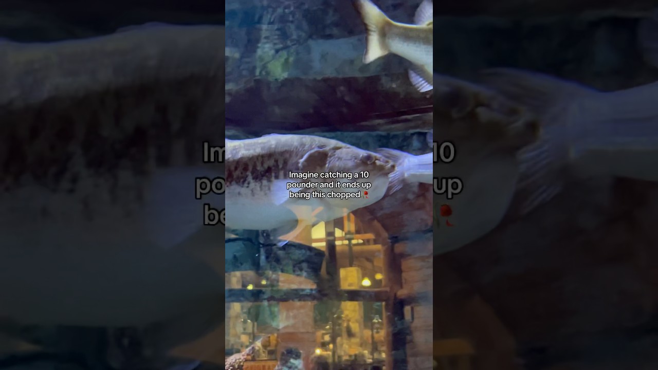 The most CHOPPED 10 pound bass!😭 