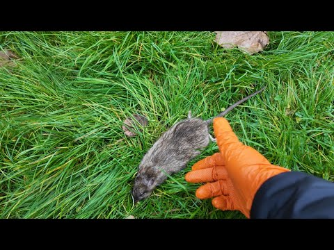 Rats dans un jardin et une terrasse : mon intervention filmée