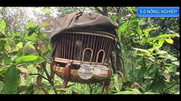 ĐA ĐA TRỐNG GÁY GỌI MÁI ĐẾN MÙA SINH SẢN RỒI