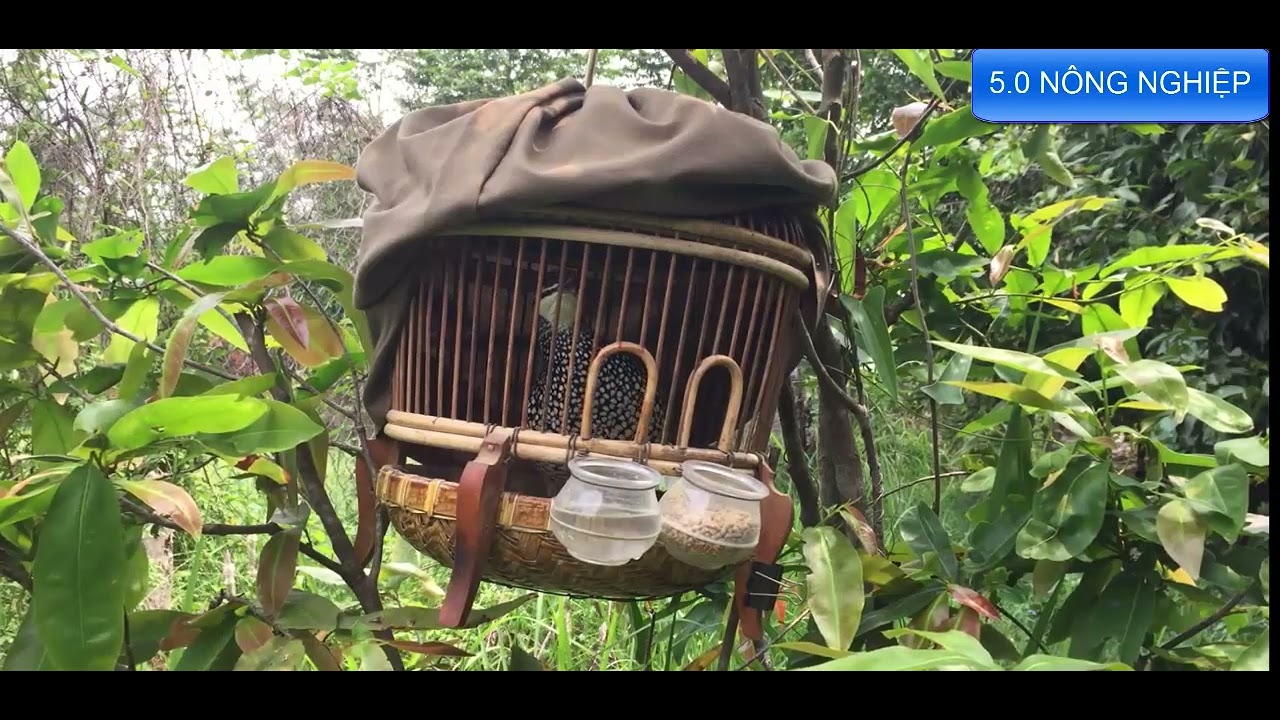 ĐA ĐA TRỐNG GÁY GỌI MÁI ĐẾN MÙA SINH SẢN RỒI