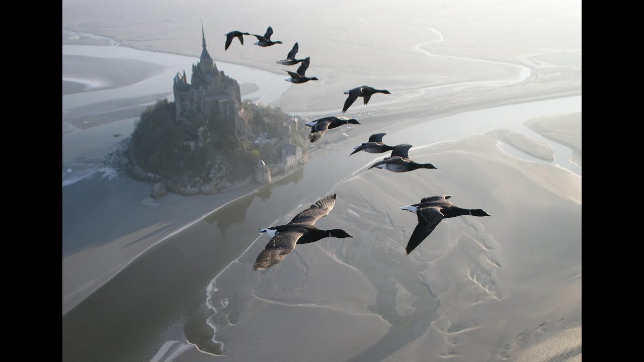 Amazing flights with birds on board of a microlight Christian Moullec avec ses oiseaux