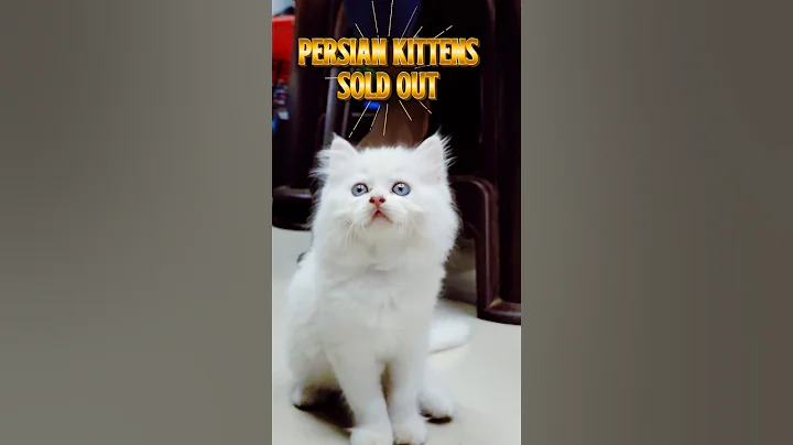 Video 11266251: persian cat kitten pet, doll face persian cat, white persian kitten, meow