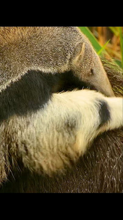 Her body was his exclusive safe haven. #wildlife #animals #shorts