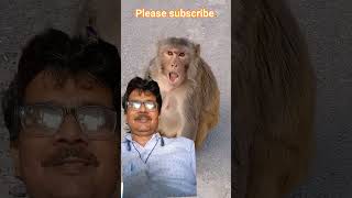 #MonkeyComedy #FunnyMonkey #MonkeyFunny #MonkeyVideo #MonkeyReels