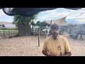 Thoughts on how I helped the hard to catch horse 