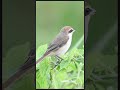 Brown Shrike Brown Shrike Call Brown Shrike Bird Brown Shrike Sound Shorts Shortvideo Brown Shrike Brown Shrike Call Brown Shrike Bird Brown Shrike Sound Shorts Shortvideo