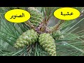 عشبة الصنوبر