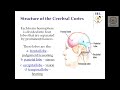 The Brain by Ms. G.S. Harinee, Assistant Professor of Psychology