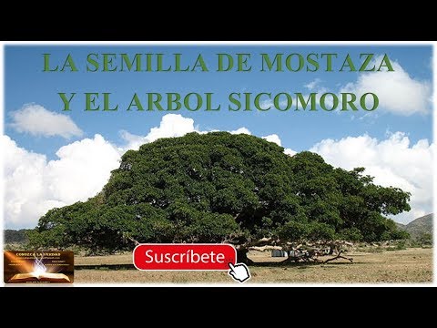 LA SEMILLA DE MOSTAZA Y EL ARBOL SICOMORO