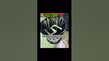 Clone Your Plants With Almost 100% Success Rate