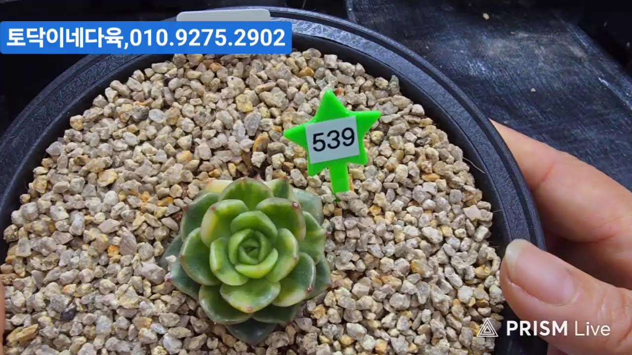 (3월3일토닥이네다육(1부)