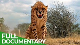 Maasai Mara - The Big Hunt | Free Documentary Nature