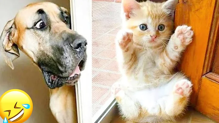 Video 6282431: animals funniest cats dogs, cats cute funniest animals, best cat animal cute