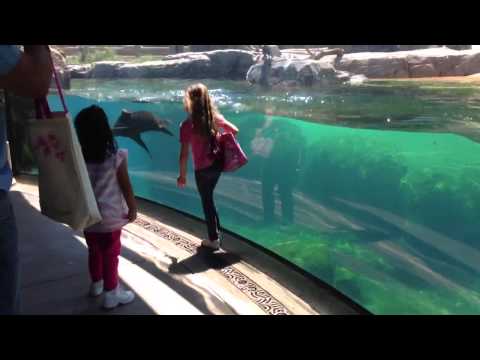 Niña y león marino juegan a la etiqueta. Sea Lion preocupado por Little Girl. VIDEO ORIGINAL