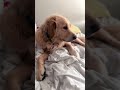Artist Dog Goldretriever Petowner Puppy Goldenretrieversclub Doglover Cute Music Art Artist Dog Goldretriever Petowner Puppy Goldenretrieversclub Doglover Cute Music Art
