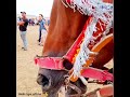 الفارس والي باديس التيڨر فرسان مجانة برج بوعريريج الله يبارك ابوني خاوتي لكي يصلكم كل جديد الفارس والي باديس التيڨر فرسان مجانة برج بوعريريج الله يبارك ابوني خاوتي لكي يصلكم كل جديد