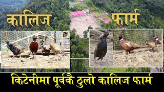 एउटै कालिजको मुल्य ३ हजार सम्म I Kalij Farm in Nepal I Pheasant farming