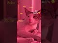 Cute cat | naughty cat |