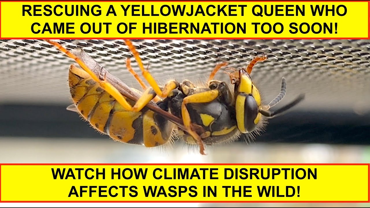 RESCUING A YELLOWJACKET QUEEN WHO CAME OUT OF HIBERNATION TOO EARLY