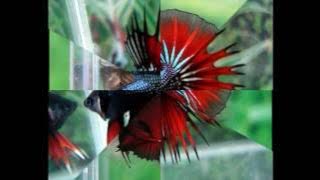 Betta Fish Ottawa Super X 2010