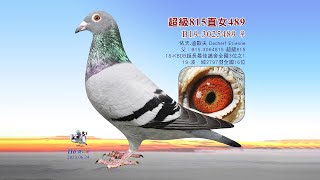 【歐洲特賣會】B19-3025489