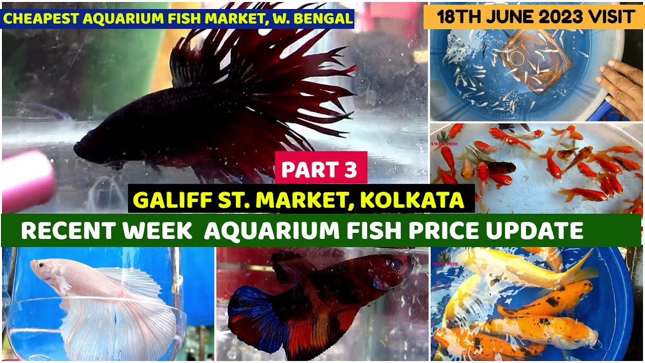 Recent Week Aquarium Fish Price Galiff Street Cheapest Aquarium Fish Market Kolkata 18th June