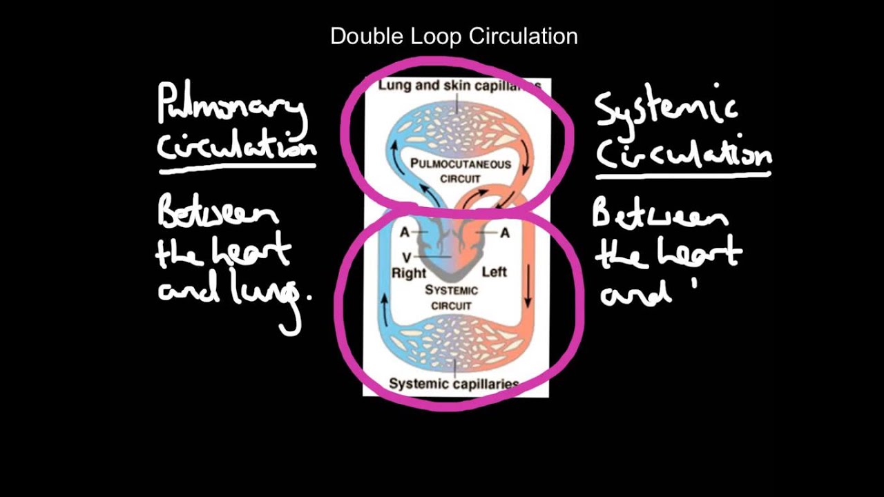 Double Loop Circulation 