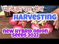 New onion seeds 2022