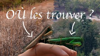 Comment trouver une mante ?