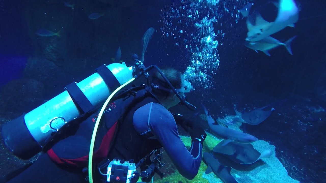 Java Scuba x Jakarta Aquarium | Dive Center Jakarta