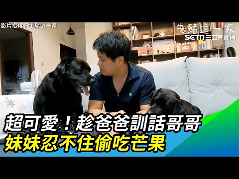 超可愛！趁爸爸訓話哥哥　妹妹忍不住偷吃芒果｜三立新聞網 SETN.com