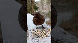 Blackbird Female Turdus Merula.