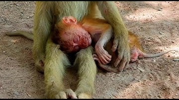 What happened? baby monkey fell from the tree branch  mom Monkey sacrifices time so that the little