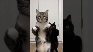 🐱 The Cat Boy Band Just Dropped Their Debut Performance 🎤😂 #shorts #catvideos