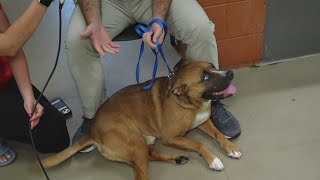 Young-Williams Animal Center at max capacity, asks you to help out