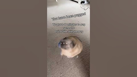 You’ve been pugged