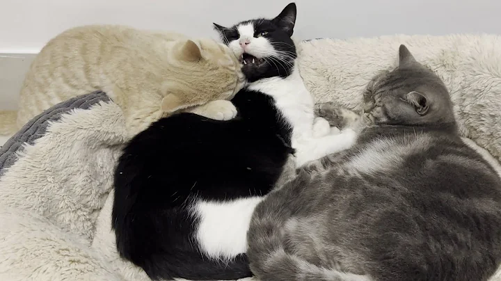 Video 1622831: british shorthair male kitten, british shorthair lilac kitten, grey british shorthair male, domestic shorthair male cat, shorthair cat white