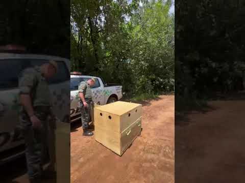Lobo-Guara retorna ao seu habitat. Veja a soltura.