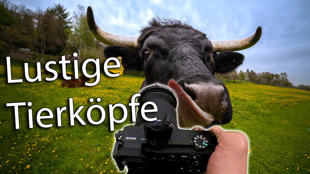 FOTO to GO 19 📸 Tiere lustig mit Weitwinkel fotografieren u. in Lightroom bearbeiten