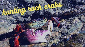 Is rock crab safe to eat?