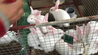 Nuôi thỏ và trị bệnh tiêu chảy cho thỏ bằng cây thuốc nam | ways to raise rabbits | NKNN