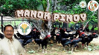 Part1 Philippine free range chicken guide for beginners | free range chicken farming Philippines