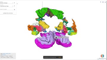 BigBrain Features available in the HBP Atlas viewer